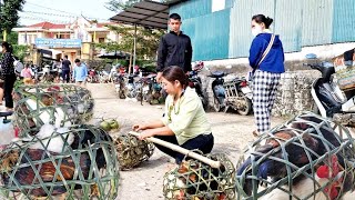 Download Lagu Single woman weaves bamboo baskets, catches farm chickens and brings them to the market to sell MP3 Download Lagu Single woman weaves bamboo baskets, catches farm chickens and brings them to the market to sell MP3