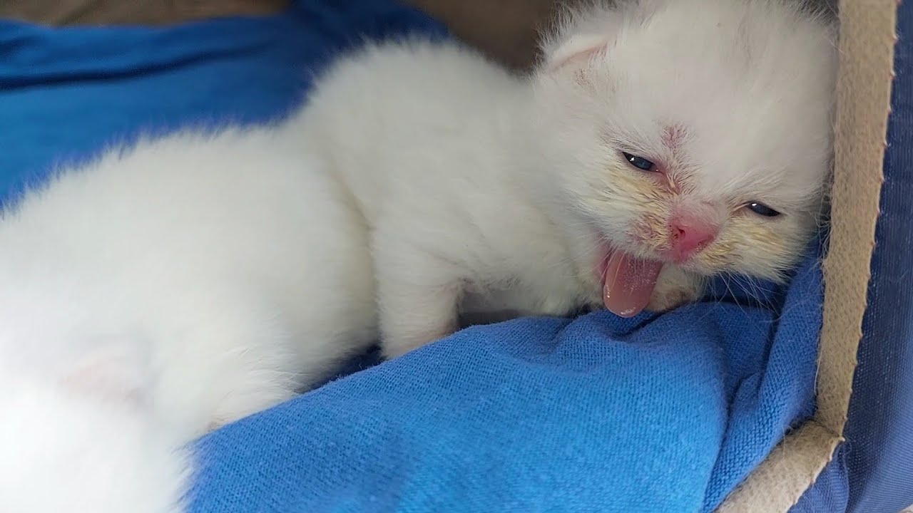 Newborn Kitten Hissing to Protect Her Siblings When Cat Mom Is Away