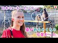 サルの動物園の日本モンキーパークのサルが可愛すぎました! #ウクライナ人 #ukraine #japan #travel