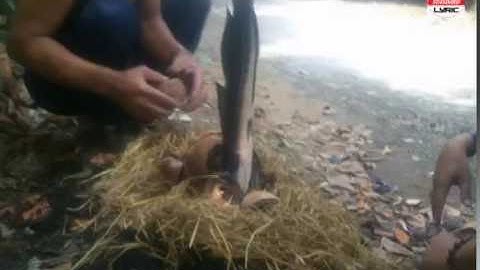 đặc sản đồng quê" cá lóc nướng rơm"specialties country "straw grilled snakehead fish"