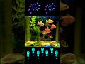 Home Aquarium 🐠