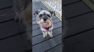 Schnauzer Talk