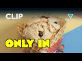 Home Sweet Cone: Homemade Ice Cream | Only In: Des Moines | Stream FREE on Very Local