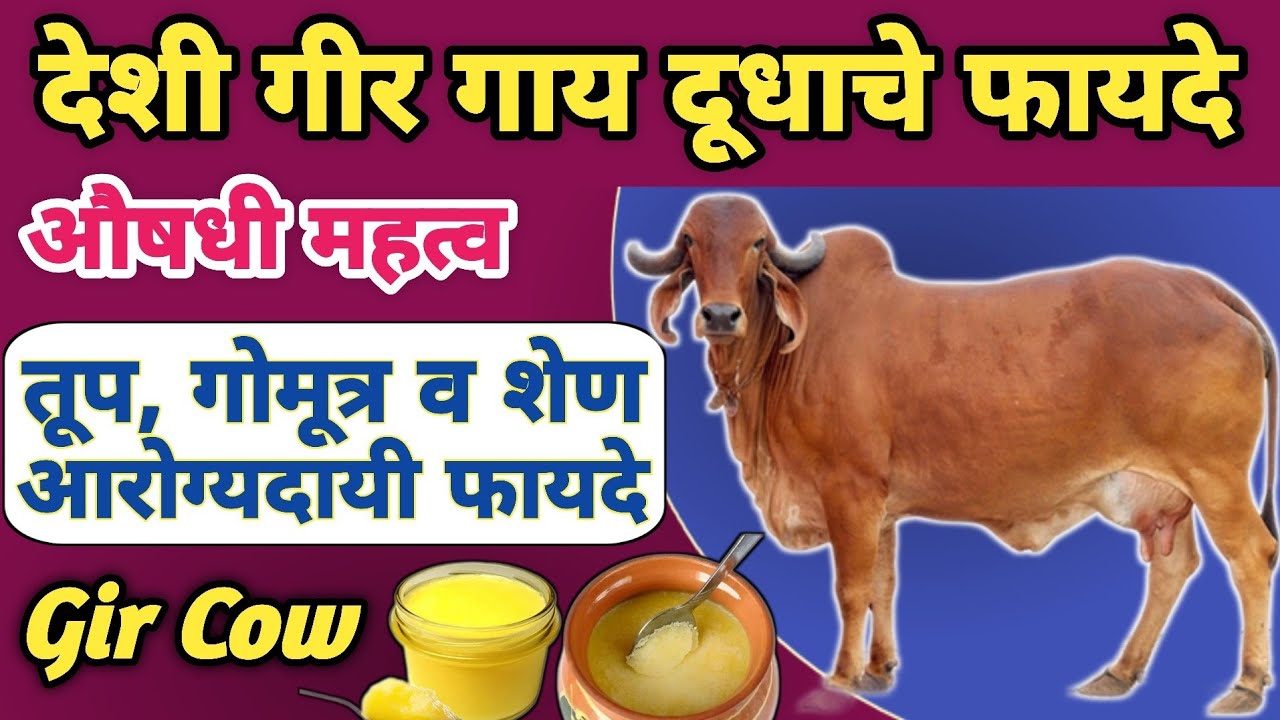 Gir Gay Fayde Gir Cow Milk gir-gay-fayde-gir-cow-milk