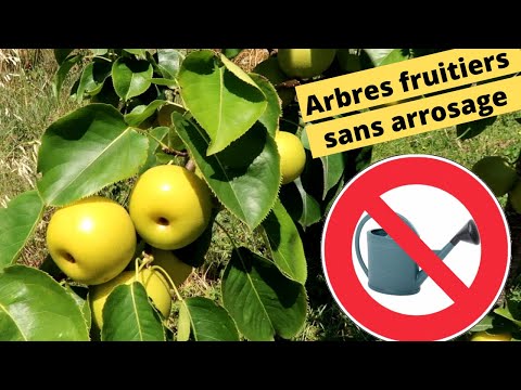 Vidéo: Arbres fruitiers de la zone 8 : En savoir plus sur les variétés d'arbres fruitiers pour la zone 8