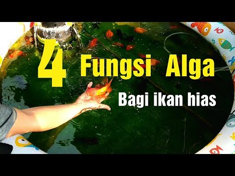 4 Fungsi alga bagi ikan hias.