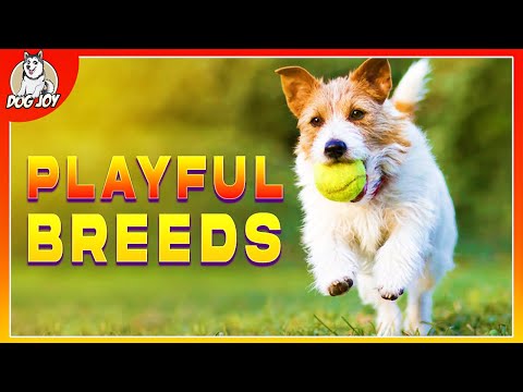 Video: Cele 15 rase de câini cel mai jucăuș
