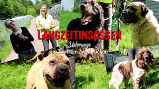 Langzeitinsassen Unterwegs  Tierheim Zweibrücken