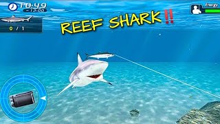 Ikan Hiu Karang Datang‼️Reef Shark Fishing ❤️ Papi Reyn screenshot 3