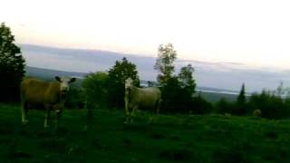 Cows-1.avi
