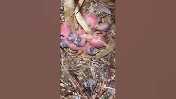 Java Sparrow Chicks Padda | Aviary Birds #padda #birds #bird