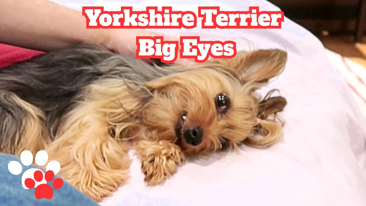 Beautiful, Spoiled Yorkshire Terrier has Very Big Eyes