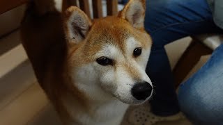 柴犬と赤ちゃんの心温まる成長物語　その１