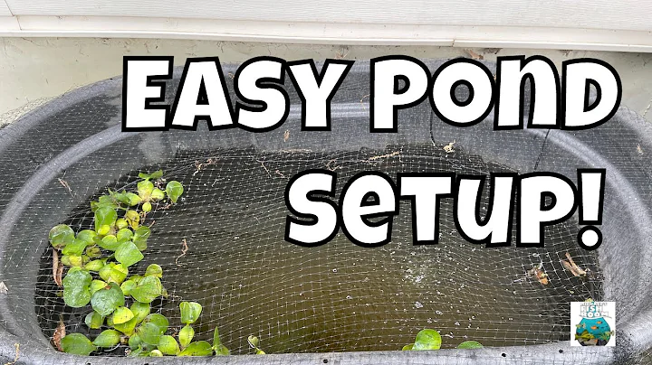 How to set up a Guppy Pond