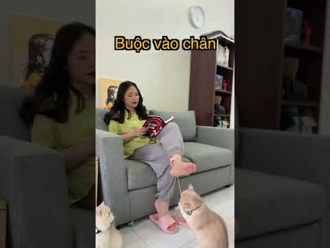 Dụng cụ trôm mèo - Thảo Mèo