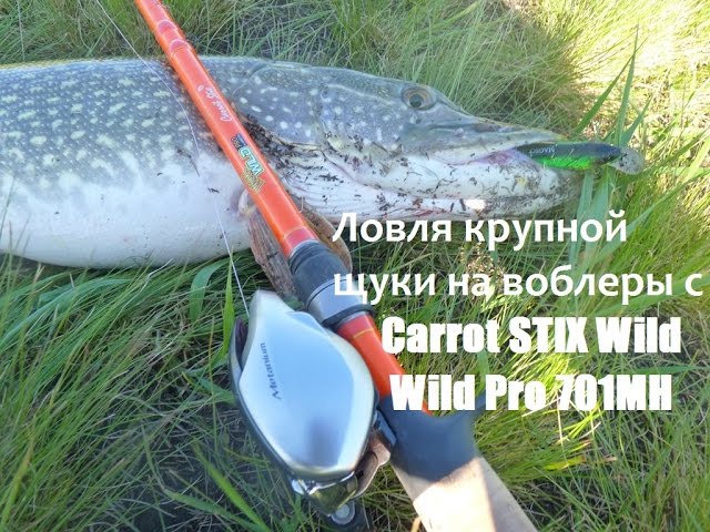 Ловля крупной щуки на воблеры с Carrot STIX Wild Wild Pro 70