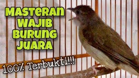 Masteran Wajib‼️Kapas Tembak Gacor Dor Suara Jernih Paling Disukai Juri Senasional | Kicau Tembak
