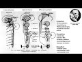 3. Лимбическая система [Физиологические механизмы агрессии и страха]