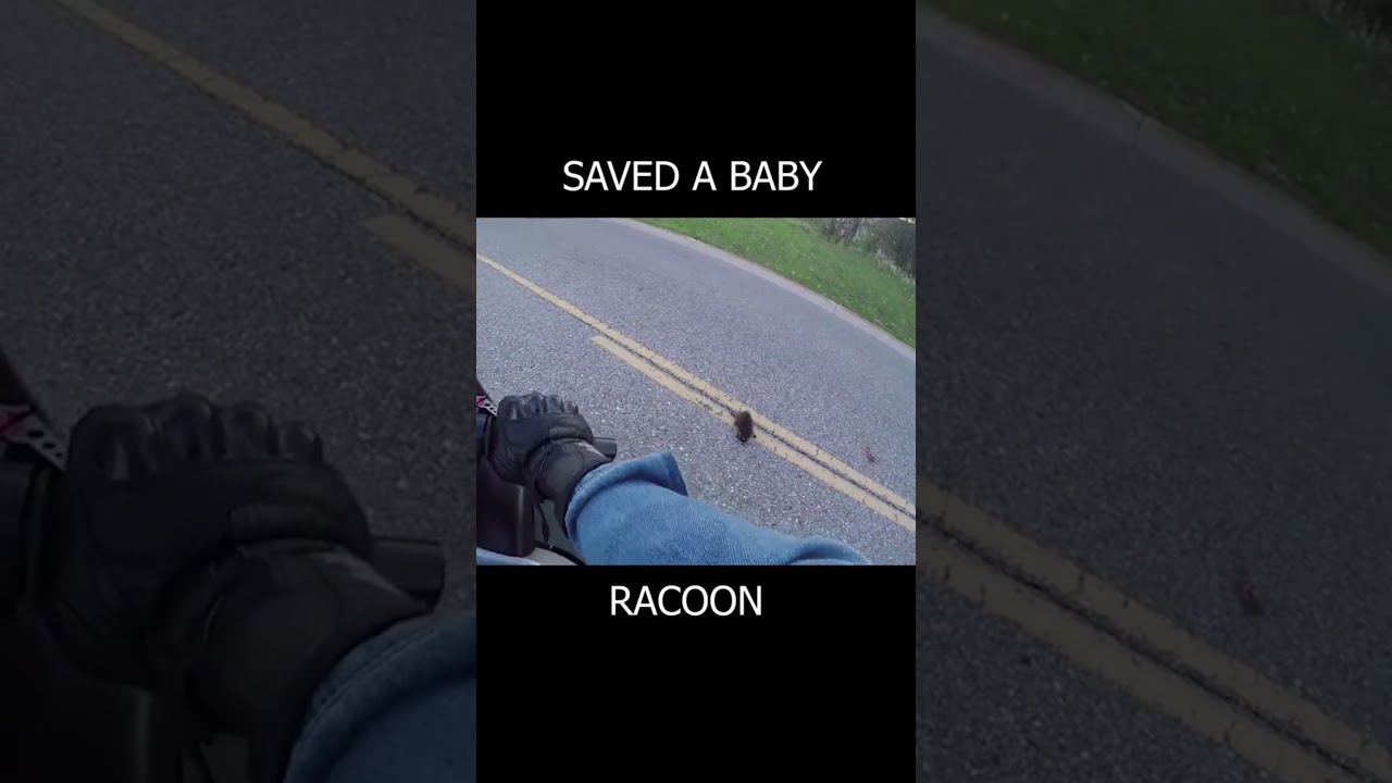Saved A Baby Racoon 