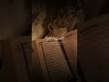 Quran Pak Tilawat Qari Abdul Rahman Masuud Subhanullah