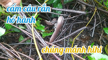 Cấm câu rắn hổ hành chúng mánh mà lại bị chết hết hihi #thanhlenvlog