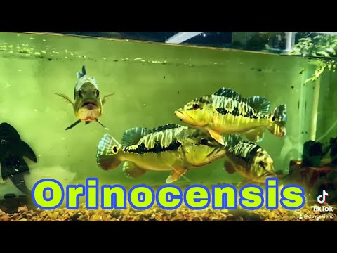 Cá Săn Mồi Hoàng Bảo Yến Orinocensis