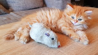 Goofy Kitten Dany Hunts Down Mouse Toy and Plays With It by Miss Aww 11,127 views 4 years ago 7 minutes, 12 seconds