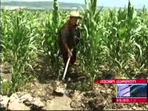 შალვა ფიფიამ რეაბილიტირებული სარწყავი არხები დაათვალიერა