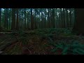 Flying In A Mountain Forest - FPV Forest Cinematic