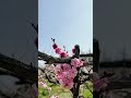 광양매화마을, 지금이 딱! 만개한 매과꽃 감상하세요! #광양매화마을 #매화마을 #봄꽃여행 #travel