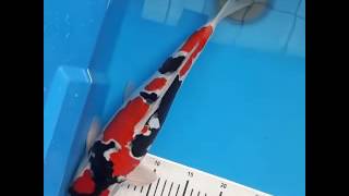 Showa doitsu 39 cm go to campion koi show koi indonesia