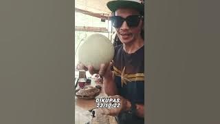 Download lagu Test Ketahanan daya simpan Rock Melon varian Erni (1bulan)