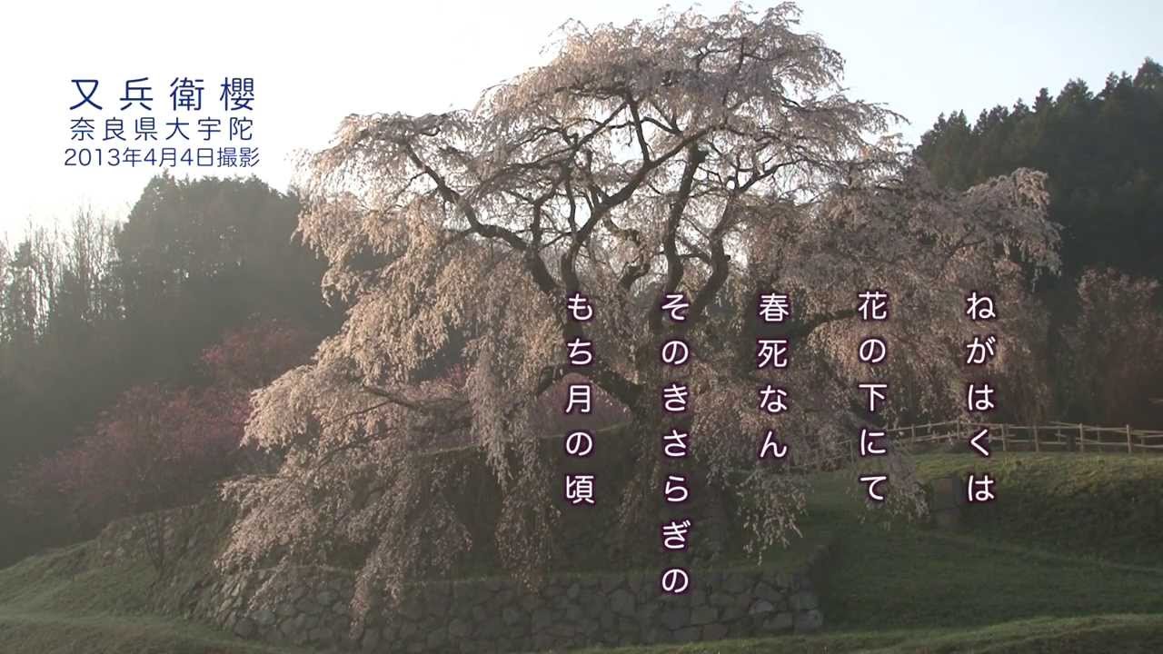 西行 ねがはくは 花の下にて 春死なん そのきさらぎの もち月の頃 Vocaloid が歌う 曲をつけた Youtube