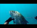 OUMAR SPEARFISHING OAHU SPRING