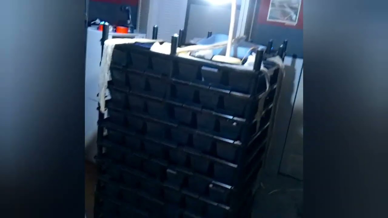 Jersey the Cow Retic freshly shed