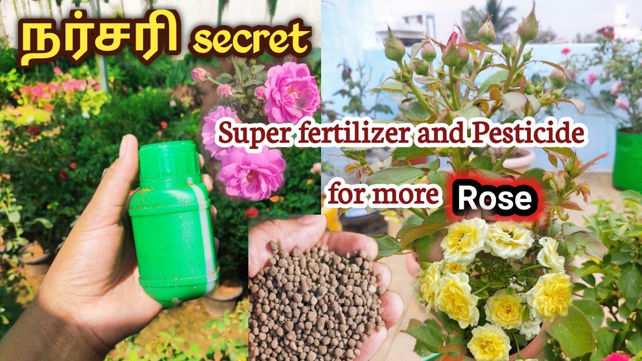 Nursery secret fertilizer and Pesticide for rose plant in tamil