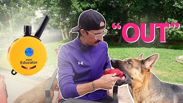 How to teach OUT / DROP with an Ecollar