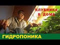 ВЫРАЩИВАНИЕ КЛУБНИКИ ЗИМОЙ В ДОМЕ. Часть 4. GROWING STRAWBERRIES IN THE WINTER IN THE HOUSE. Part 4