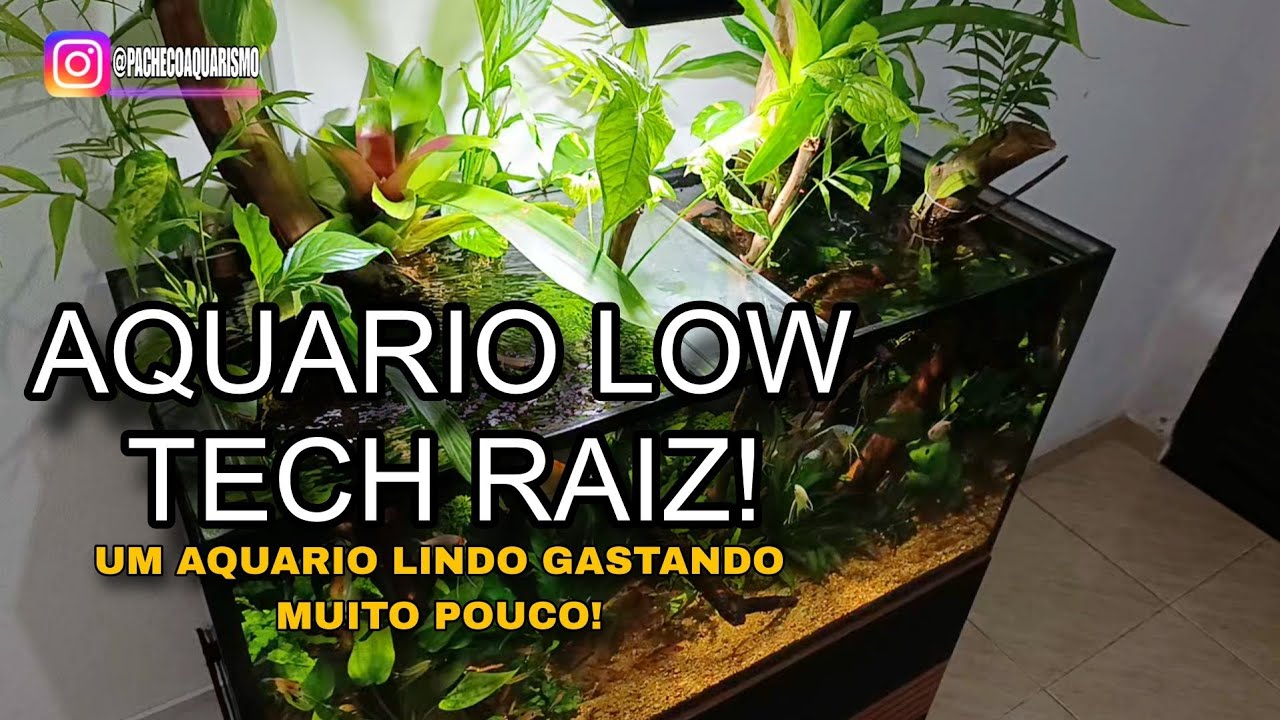 Aquario plantado low tech lindo e de baixo custo!