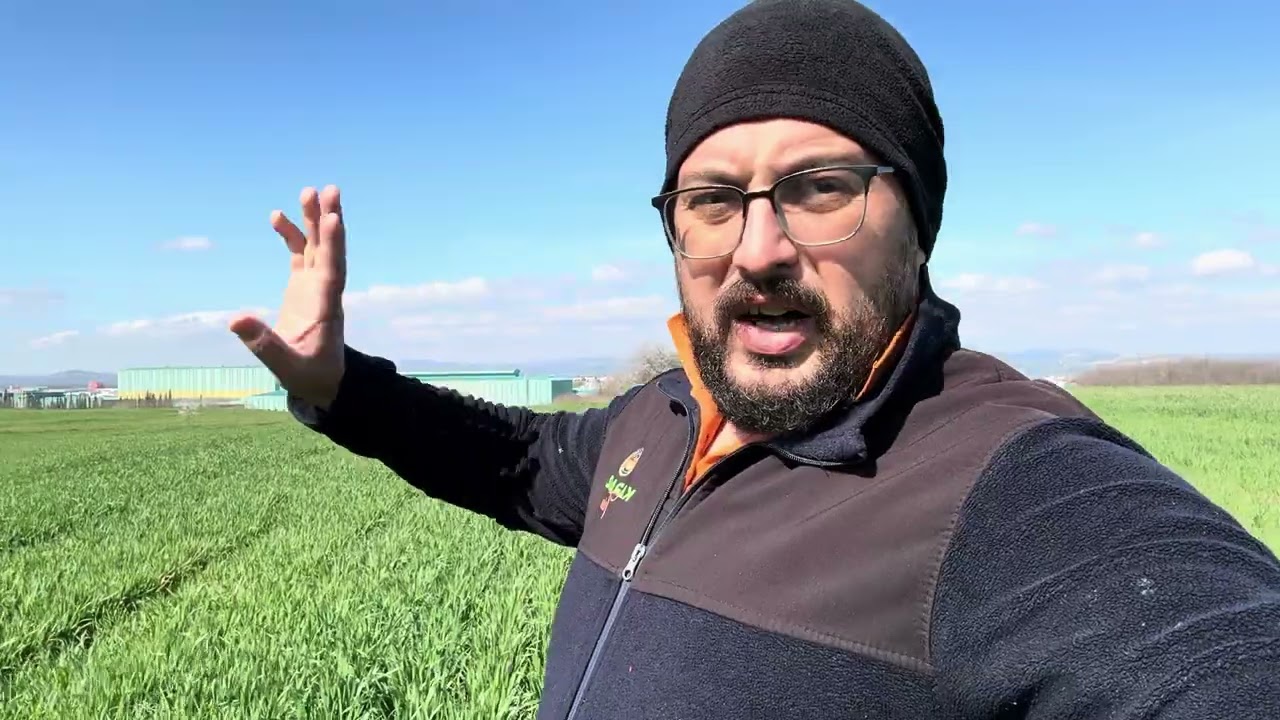 #buğday kontrollerine devam sıvı gübre sonrası