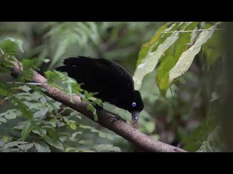 Video: Rajska ptica obarva rumeno listje - skrb za rajsko ptico z rumenimi listi