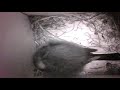 birdcam_2010-02-22_07-10-10.wmv