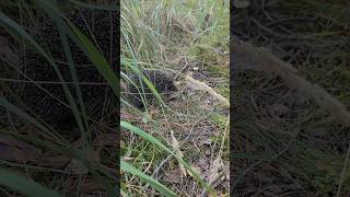 Философия "Человек в природе" и Ёж. Неожиданные встречи #природа @https://vk.com/chelovekvprirode