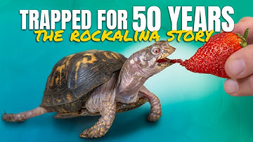 Rockalina’s FULL Story: A Turtle’s Recovery After 50 Years of Neglect (Fed Cat Food + No Sunlight)