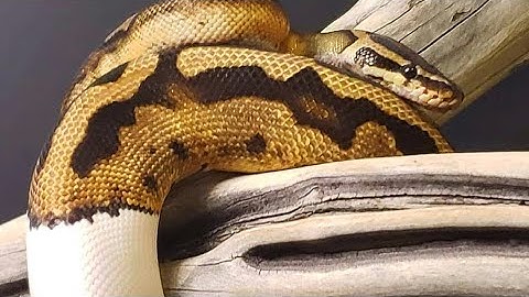 #ballpython #reptiles #pets   new unboxing video of ball pythons! lots of new snakes!