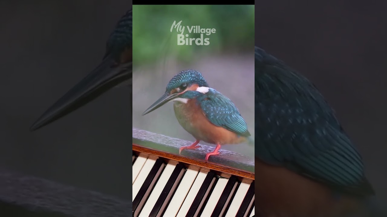 Incredible Kingfisher 'Piano' Dance! 🎹 Watch this Bird Walk to a Musical Beat!