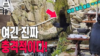 충격! 공포! 혼란! 지금 가면 환장하게 좋은 계곡 술집! VS 산기슭 술집 ㅋ (부산 맛집 2곳)