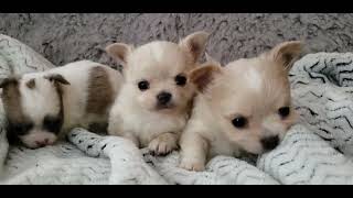 Cheeky White Chihuahua puppies