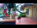 Колумбия,собака 🐶 Бигль,обзор , Colombia.Bigle 🐶