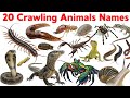 20 Crawling Animals Names for Kids | Learn Crawling Creatures with Pictures &amp; Sounds
